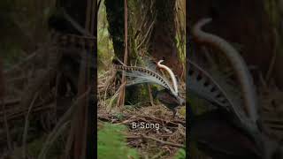 zaoulibird and lyrebird sounds single varity food travelling place bird sounds melody peaceful [upl. by Annoif]