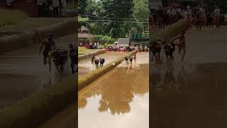 Kambala today kambula race village sports [upl. by Nevin536]