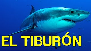 El TIBURÓN cómo vive alimentación nado morfología🦈 [upl. by Gustave]