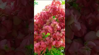 Kaner hybridtrendingflower and masanda flowers plant punjabi song [upl. by Ytirahs875]