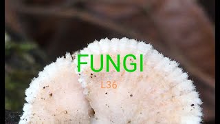 fungal tissue  Plectenchyma Prosenchyma  Pseudoparenchyma  Scletorium fungal tissues NEET PGT [upl. by Cacka]