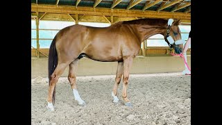 FOR SALE Mascot  8 year old Hanoverian Gelding [upl. by Odo]