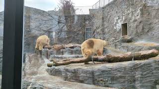 Polar Bear Aleut amp Gregor  Zoo Prag [upl. by Dleifxam]