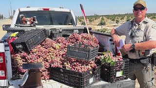 Why is Tulare Countys 700 grape theft being handled as a felony [upl. by Lakym886]