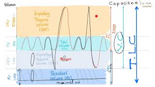 Pulmonary Function Tests PFTs  Spirometry  Lung Volumes amp Capacities Made Simple  Physiology [upl. by Yevreh126]