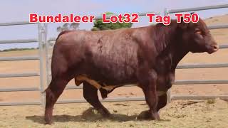 2024 Naracoorte Shorthorn Bull Sale Bundaleer Lot 32 [upl. by Amle507]