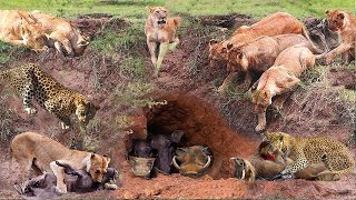 Lion Combines With Leopard Down To Warthogs Cave To Hunt  The Harsh Life Of Wild Animals 2023 [upl. by Debora]