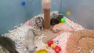 My Scottish Fold amp British Shorthair Kittens [upl. by Enitnatsnoc]