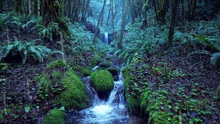 Relaxing Rain Noise  Forest Stream 🌧️ Water Sounds for Sleeping [upl. by Marron973]