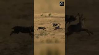 A Waterbuck Mother and Calf Caught Between Wild Dogs and Hippos [upl. by Ydnat222]