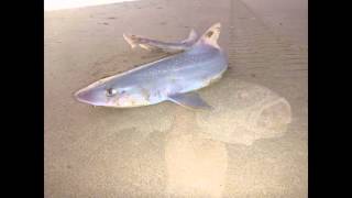 Sharks Mulloway and Rays  Beach fishing South Australia [upl. by Atnauq]