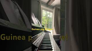 Guinea pig bridge pianocover guineapigs [upl. by Nalloh451]