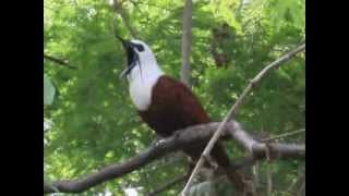 Araponga tricaronculé ThreeWattled Bellbird au Costa Rica [upl. by Orihakat]