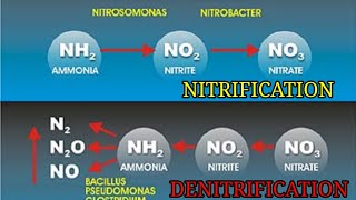 Nitrification amp Denitrification process in aeration tank  Biological treatment of wastewater [upl. by Jacenta]