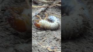 Two large beetle larvae likely from a species like the June beetle or Japanese beetle [upl. by Teria916]