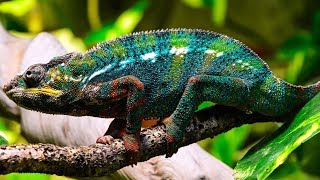 Colourful Lizards 🦎 [upl. by Malca]