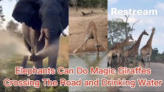 Elephants Can Do Magic Giraffes Crossing the Road and Drinking Water [upl. by Nefets997]