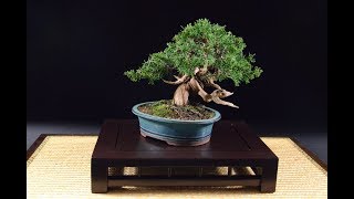 Juniper Procumbens Nana Are Very Popular As Beginner Bonsai Tree [upl. by Virendra628]