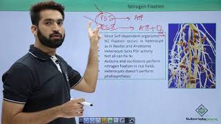 Class 11th – Cyanobacteria  Nitrogen Fixation  Biological Classification  Tutorials Point [upl. by Bekki]