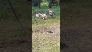 Muscovy duck vs turkey fight muscovy male duck wins [upl. by Agee]