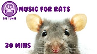 Music for Your Pet Rat Rat Music Calm Down Your Rat with Relaxing Music [upl. by Demetri]