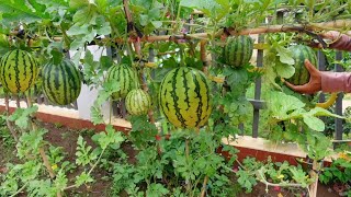 How to grow climbing watermelons in pots very effectively [upl. by Chance278]