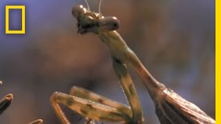 Praying Mantis vs Grasshopper  National Geographic [upl. by Bela]