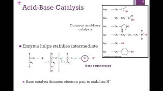 037Catalytic Mechanisms [upl. by Nnylaf726]