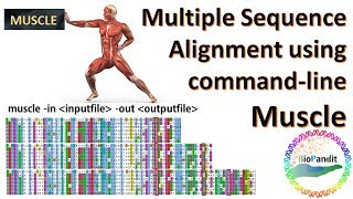 Multiple Sequence Alignment using MUSCLE [upl. by Eelanej]