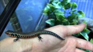 Baby Fire Skinks and Husbandry Info [upl. by Atiz358]