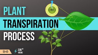 वाष्पोत्सर्जन क्या है प्रक्रिया प्रकार  Transpiration in Plants Types Factors and Process [upl. by Harahs]