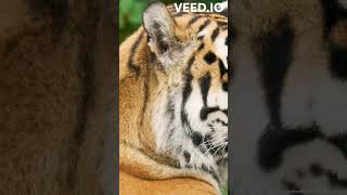 bengal tiger ki rochak tatthay🐯  Bengal tiger facts in hindi  amazing facts about Bengal tiger [upl. by Deehan]