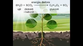 Si formohet glukoza nga bimët  fotosinteza [upl. by Marita]