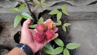 Paano Magpatubo ng Rambutan Seeds Grow Rambutan from Seeds  English caption [upl. by Halac]