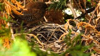 Eurasian Wren Troglodytes troglodytes Adult feeding nestlings 5 [upl. by Elli658]