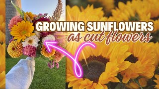 My BEST Tips for Growing Sunflowers for Cut Flowers [upl. by Dopp]