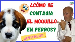 ⚠️ ¿CÓMO SE CONTAGIA EL MOQUILLO DE UN PERRO A OTRO ⚠️y PERIODO DE INCUBACIÓN [upl. by Komsa]