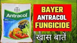 antracol fungicide content  propineb 70 wp  byeer antracol fungicide use in hindi [upl. by Dwane]