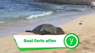 Seal farts after looking directly at me old video cradit Michelle craigie [upl. by Sucirdor]