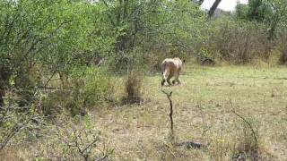 Lion vs Brave Baboon FightWest Serengeti Safari [upl. by Certie913]