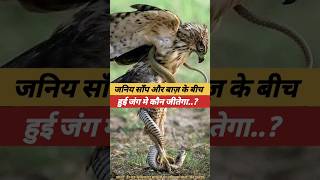 Eagle Vs Snake  eagle  snake  बाज़ utubeshorts ytyutube facts utube video hindifacts [upl. by Luby928]