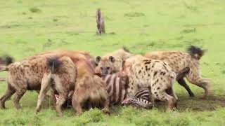 Hyenas Eating Zebra Maasai Mara [upl. by Lynnet320]