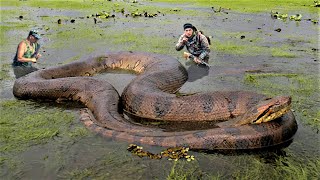 10 Biggest Snakes Ever Captured [upl. by Rehpinej]