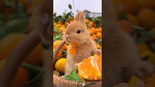 The little rabbit is surrounded by oranges Cute pet debut plan Rabbit Pastoral cute pet [upl. by Danete561]