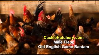 Mille Fleur Old English Game Bantam Chicken Breed Breeder Flock  Cackle Hatchery [upl. by Niels]