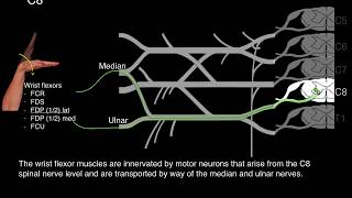 Myotomes and Peripheral nerves [upl. by Haelahk]