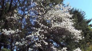 Learning About Dogwood Trees [upl. by Harod]