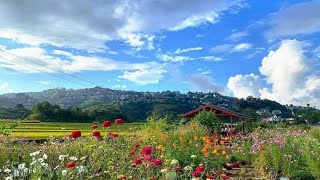 quotHnahsin Kut Cosmos Flower Festival 🌺🌺🌺 … Champai [upl. by Eseryt124]