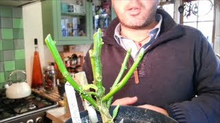 How to Overwinter Chili Pepper Plants an easy guide HD 🌶🌱 [upl. by Teragram83]