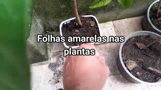 Como acabar com fungos nas folhas das plantas Antracnose [upl. by Lisab158]